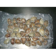 Frozen Boiled Baby Clam IVP